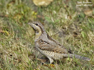 The Wryneck (Jynx torquilla), a strange bird, between scales and feathers