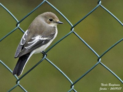 PIED FLYCATCHER - FICEDULA HYPOLEUCA - GOBEMOUCHE NOIR