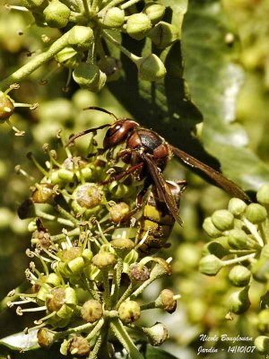 EUROPEAN HORNET