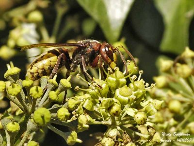 EUROPEAN HORNET