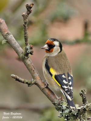 EUROPEAN-GOLDFINCH