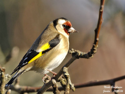 EUROPEAN-GOLDFINCH