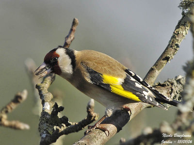 EUROPEAN-GOLDFINCH