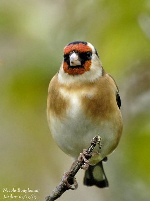 EUROPEAN-GOLDFINCH