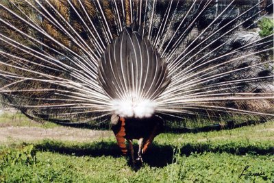 peacock back - Birds