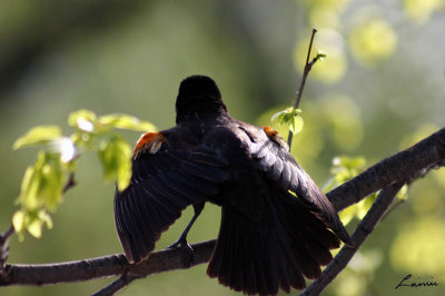 redwing black bird - Birds