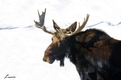 smiling moose - animals