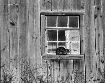 cat in the window   B&W