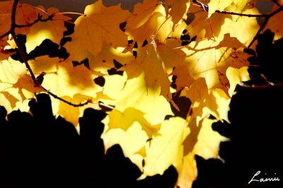 yellow leaves