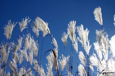 white grass blue sky