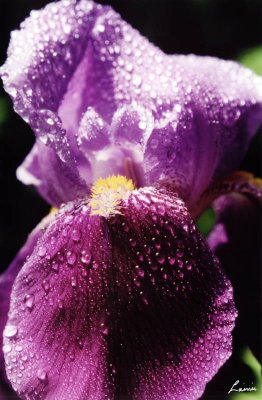 iris 27