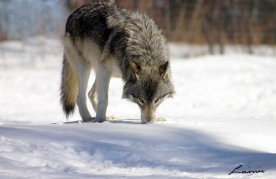 timber wolf glance  - animals