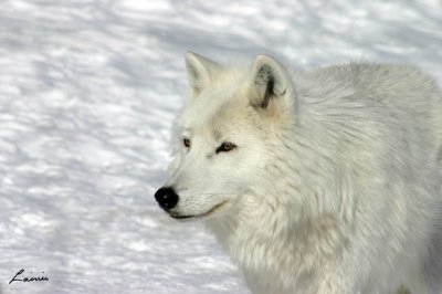 arctic wolf 3  - animals