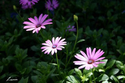 flowers 50