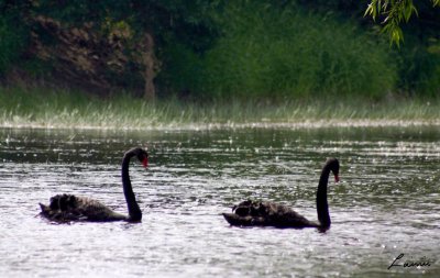 black swan couple -Birds