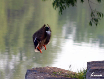 duck landing -Birds