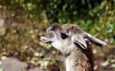 laughing llama - animals