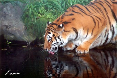 tiger water -animals