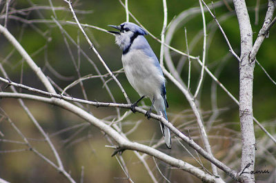 blue jay calling -birds