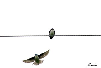 swallows 1 -birds