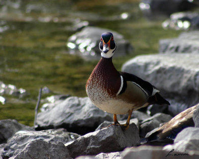 wood duck male -birds