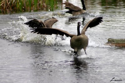 wlid goose chase - birds