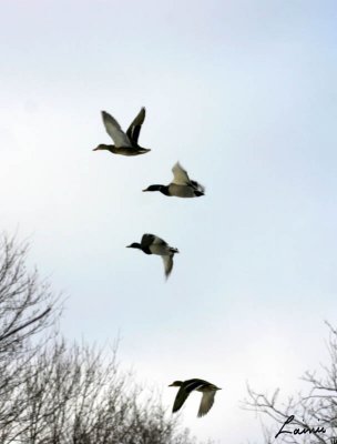 four positions of wings in flight -birds