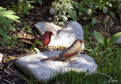 cardinal couple - birds