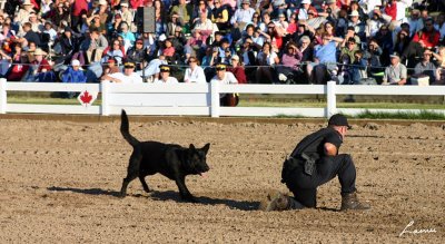 RCMP Musical Ride  2 2007 201