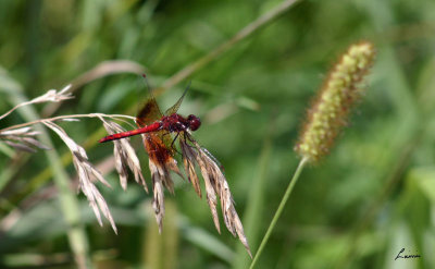 red dragon fly - animals