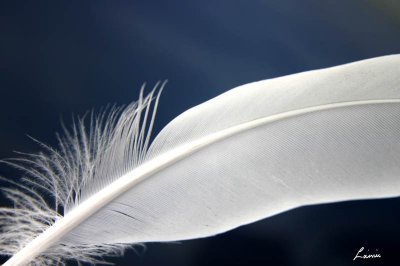 white feather