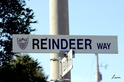 reindeer way