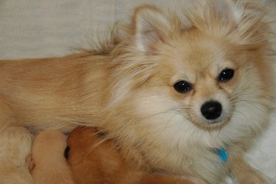 Snowballs Puppies 002.jpg