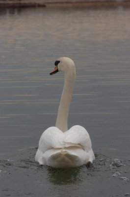Mar30_07_750.JPG