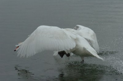Mar30_07_666.JPG