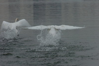 Mar30_07_678.JPG