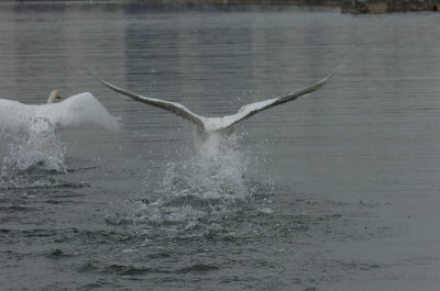 Mar30_07_680.JPG