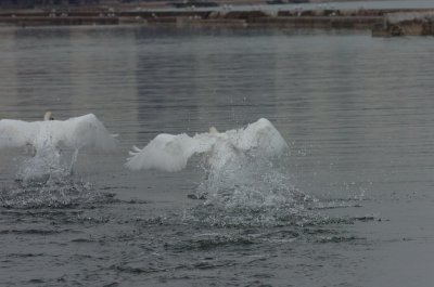 Mar30_07_684.JPG