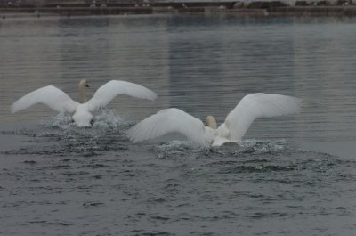 Mar30_07_690.JPG
