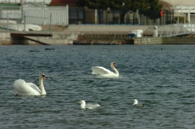 Mar31_07_008.JPG