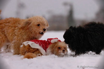 Dec13_07_462.jpg