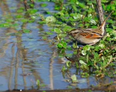 Swamp Sparrow