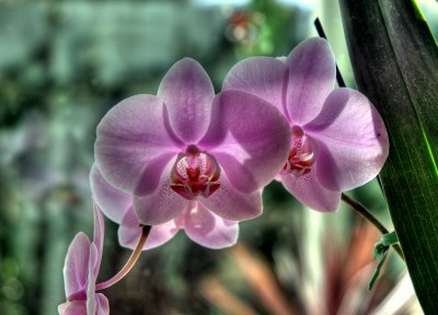 Flower Power