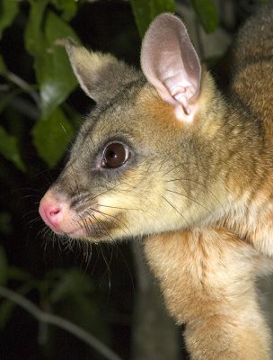 Brushtail Possum Male profile