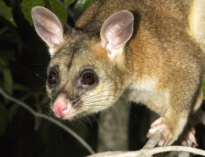 Brushtail Possum Male