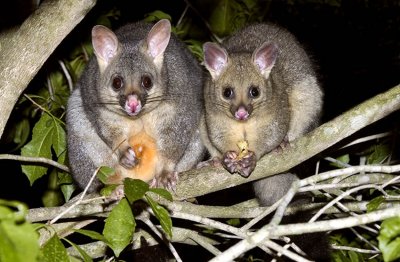 Mother and baby - Brushtail Possums
