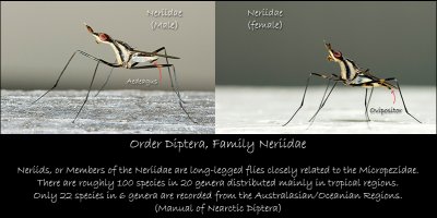 Neriidae