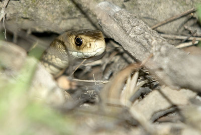 Eastern brown snake - Venomous