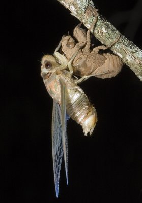 Psaltoda harrisii (yellowbelly cicada) female