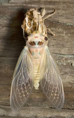 Psaltoda harrisii (yellowbelly cicada) male